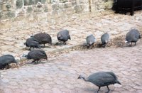 Guinea_fowl2.jpg