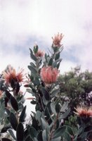 Kirstenbosch_proteas.jpg