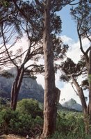 Kirstenbosch_trees.jpg