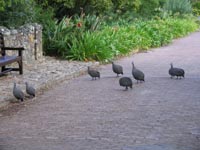 guinea_fowl.jpg