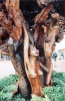 Knysna_carved_tree.jpg