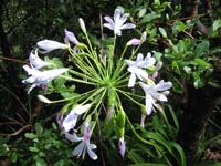 flower.jpg