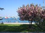waterfront_blossoms.jpg